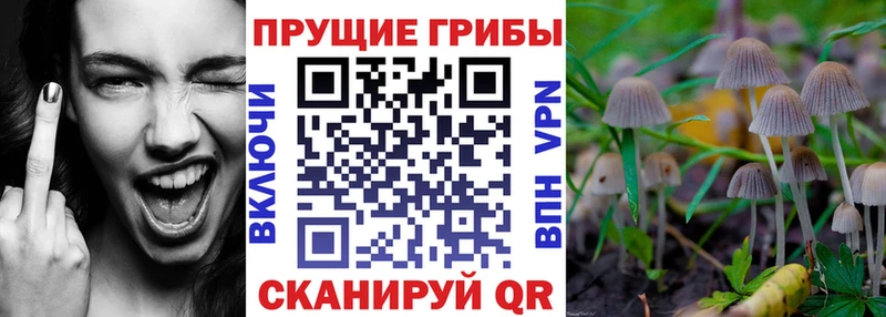 Псилоцибиновые грибы Psilocybe  МЕГА ССЫЛКА  Хабаровск 